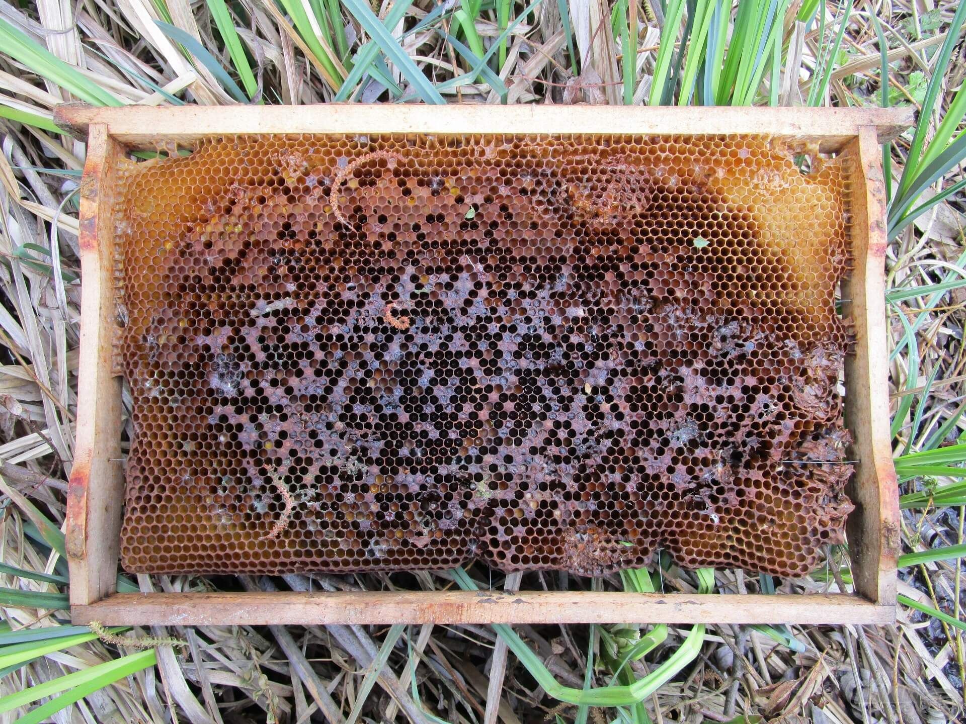 Egy méhkaptárból kiszedett lépet találtam a horgászhelyen. Lehet, hogy valaki méhlárvákat használt csalinak?