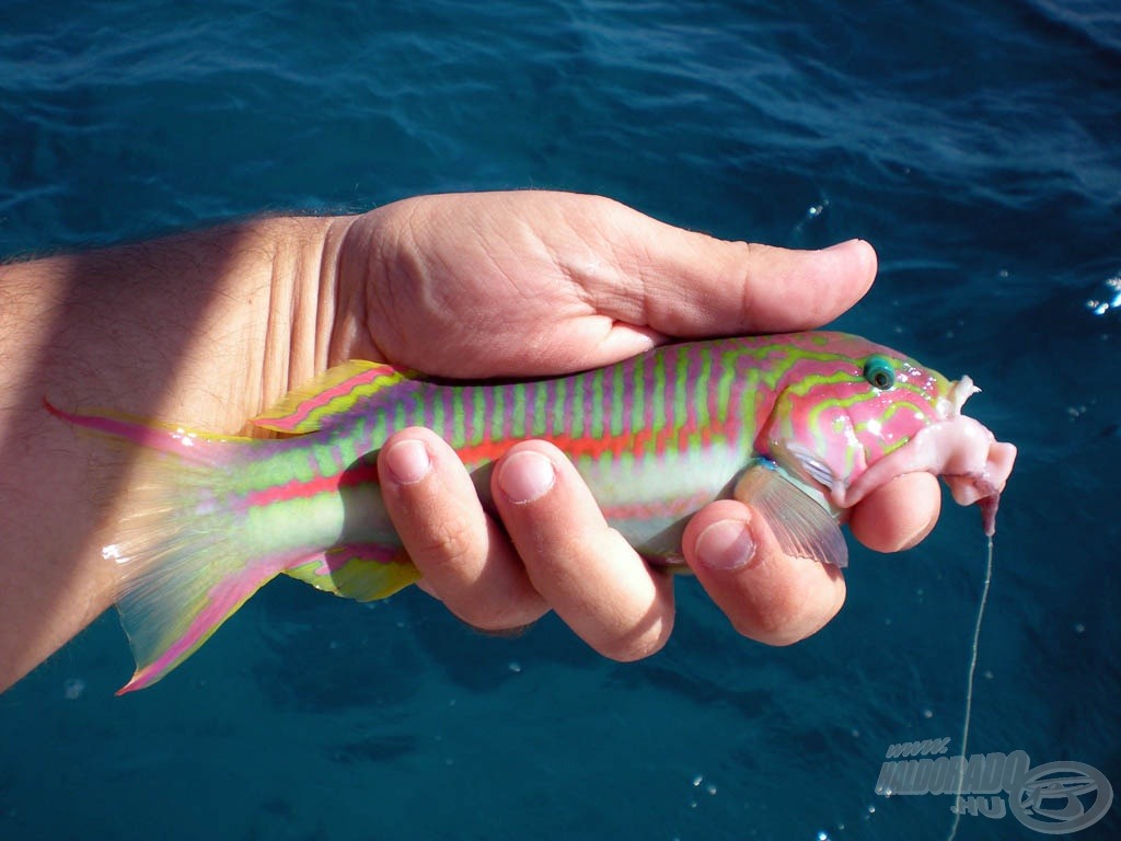 Klunzinger ajakoshala (Klunzinger’s wrasse; Thalassoma rueppellii)