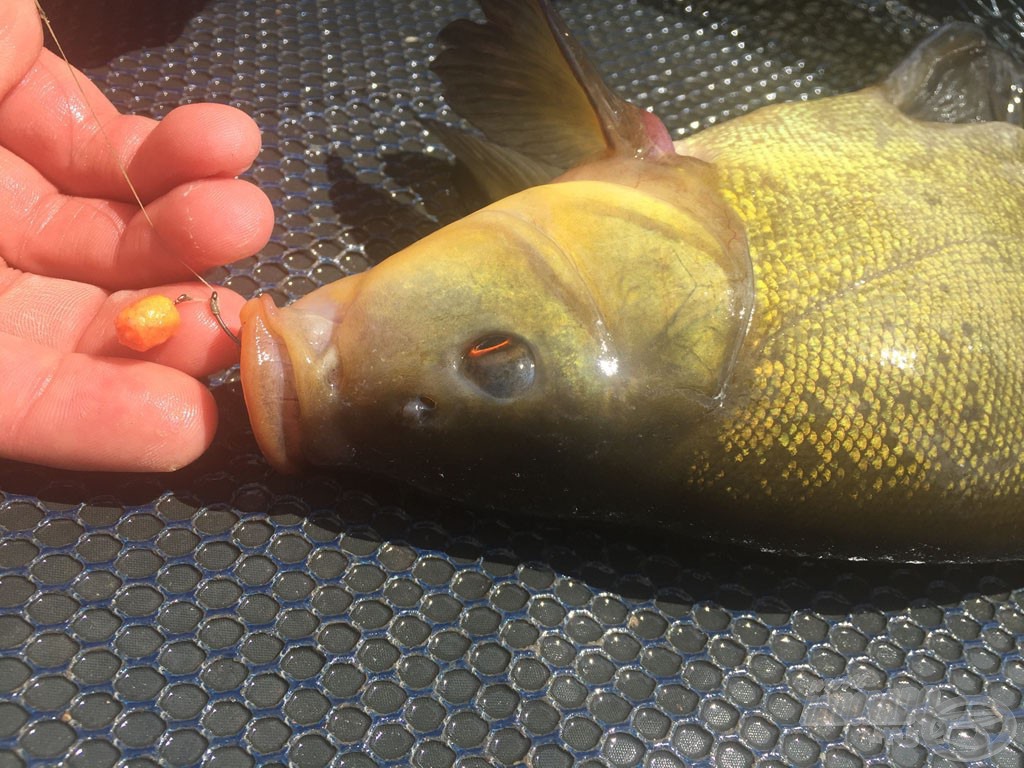 Máris egy meglepetéssel kedveskedett ez a víz. Az oldódó-lebegő fluo pelletre ez a szép compó is elcsábult