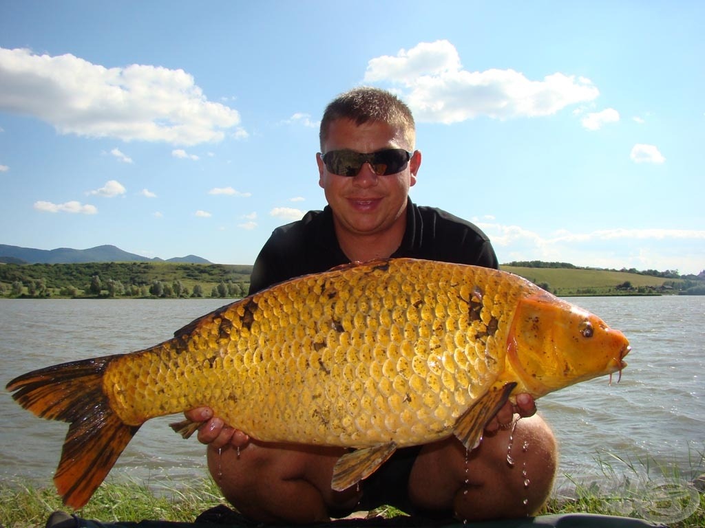 A verseny legnagyobb koi pontya: 10,96 kg