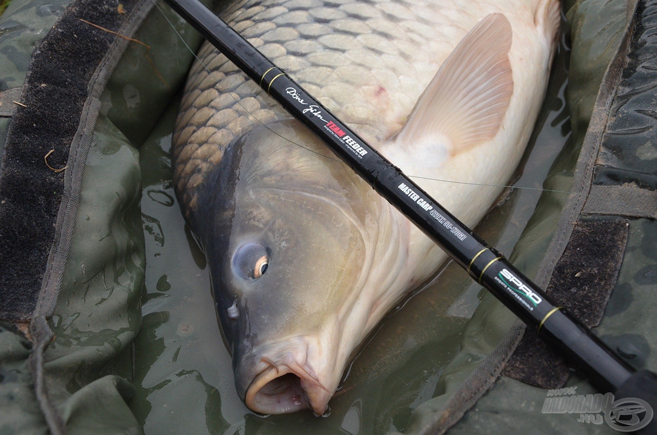 Sőt a legnagyobb halakat is legyőzik, nagyszerű eszközök a kapitális halak hatékony fárasztása során az új Spro Team Feeder Master Carp és Carp Fighter 420XH botok