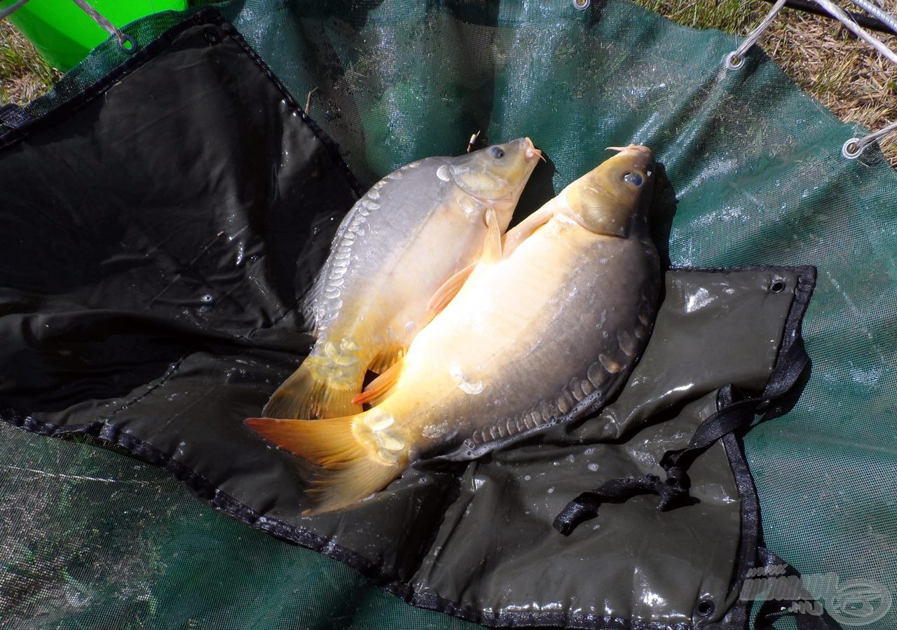 Jobbra a kisebb, 3 kg-os, míg balra a nagytesó a bő 5 kg-jával