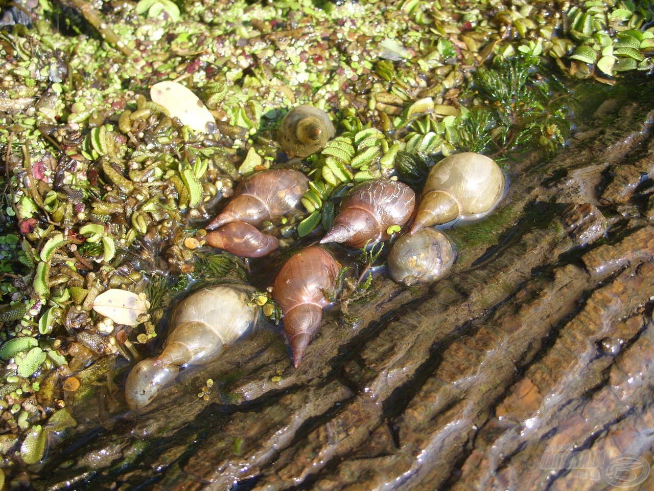 Az abádszalóki terület bővelkedik természetes táplálékban, ami főként vízi csigákat és kagylókat jelent…