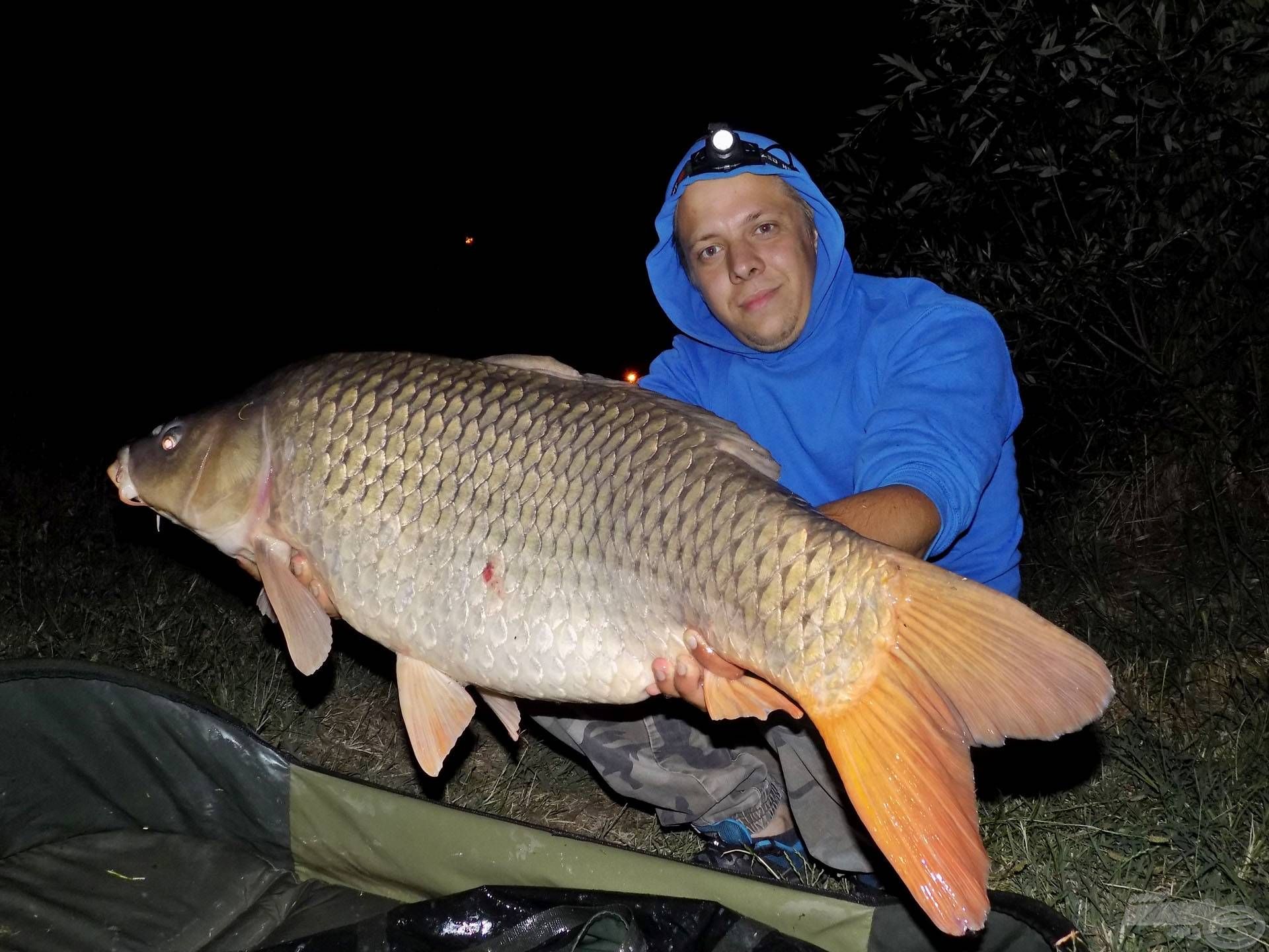 … vagy tőpontyról. A kezemben látható 14 kg feletti ponty rövid horgászatom legnagyobb hala lett. Nagy csatát vívtunk az éjszaka kellős közepén