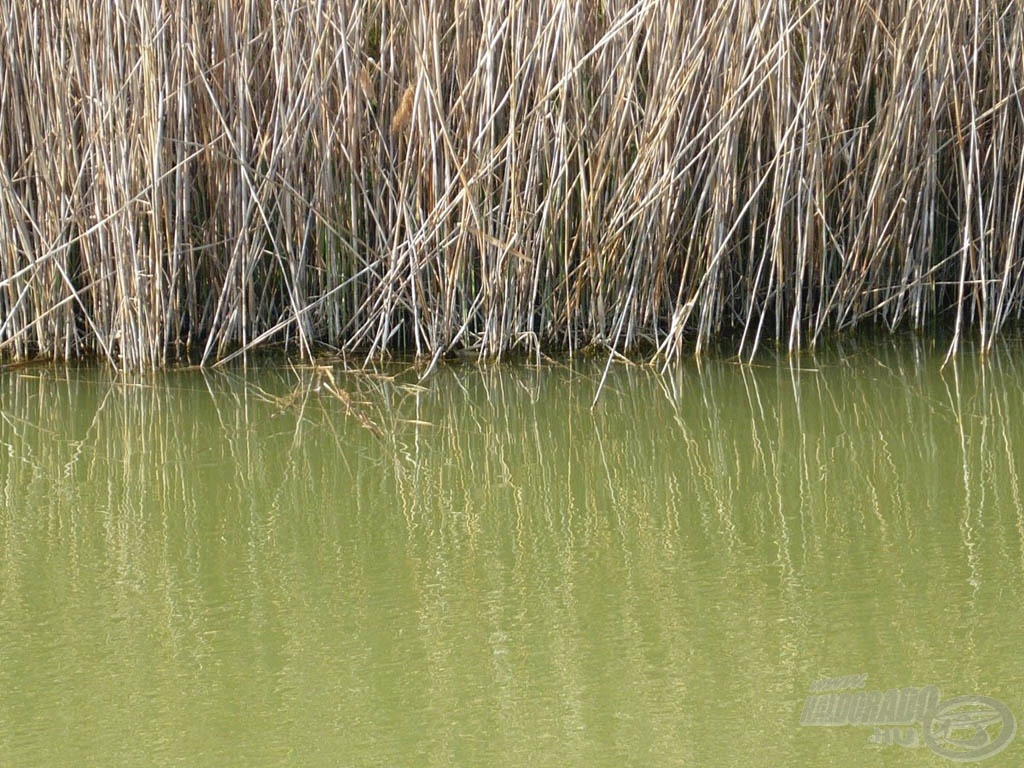 Előttem a nádfal még nyugalomban