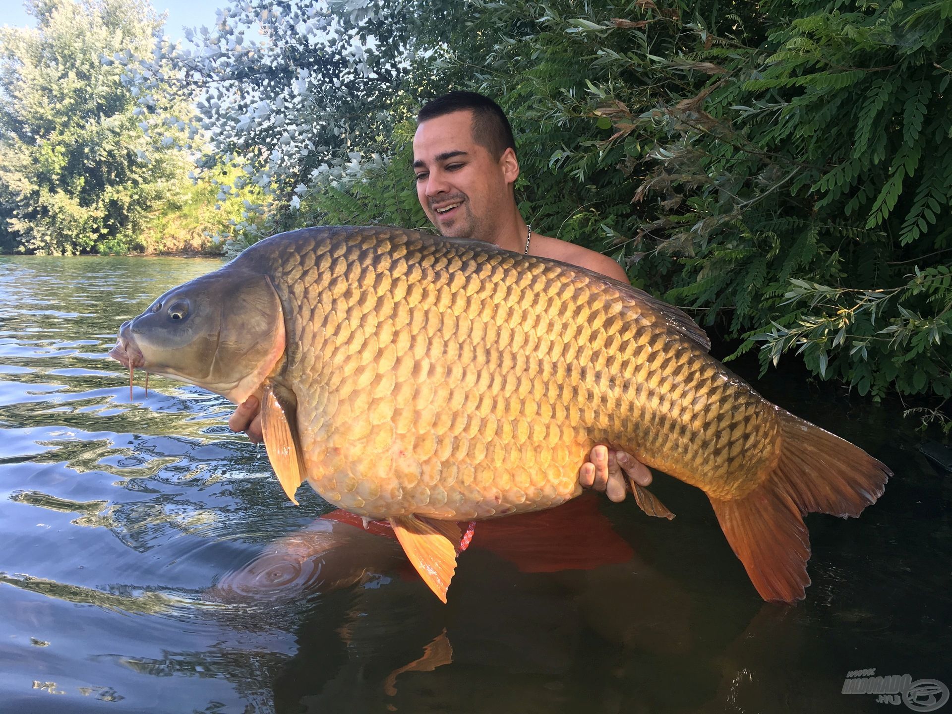 Hibátlan, 22 kilogramm feletti tövesem