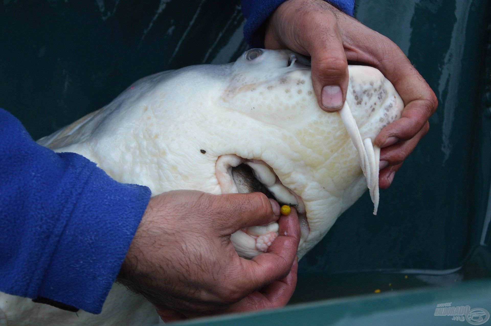 A hal pontos súlya 31.300 gramm! A horog 10-es Gamakatsu Power Carp, a csali pedig 8 mm-es Haldorádó Quatro Fluo Pop Up Bojli volt ananász ízesítésben. Nyilván nem „őrá” számítottam, mégis sikerült szákba terelni