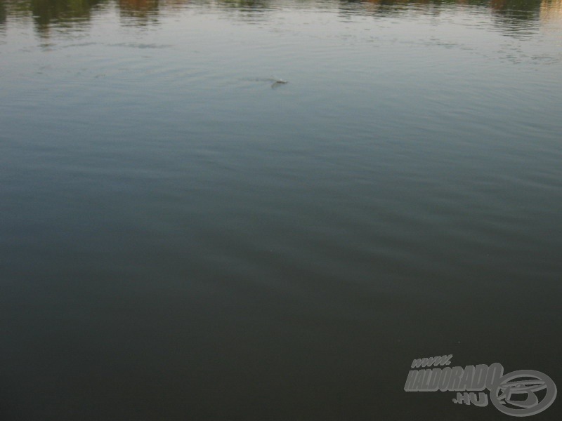 Ritka és sajnos múlandó (hajnali) állapot: sima a Duna felszíne. A bója ott úszik, középen kicsit feljebb, ni!
