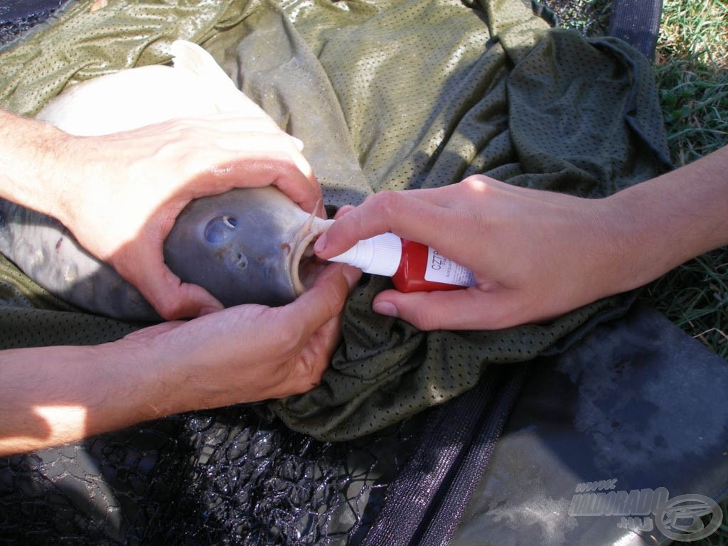 A humánus bánásmód a sporthorgászoknál nem kérdés