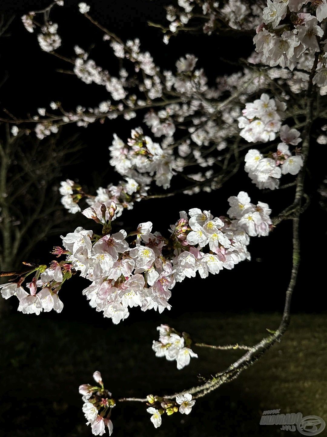 A legszebb virágzó fák éjszakai díszkivilágítást is kapnak