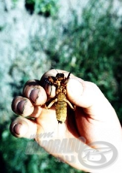 A legfogósabb harcsa csalik egyike a lótetű