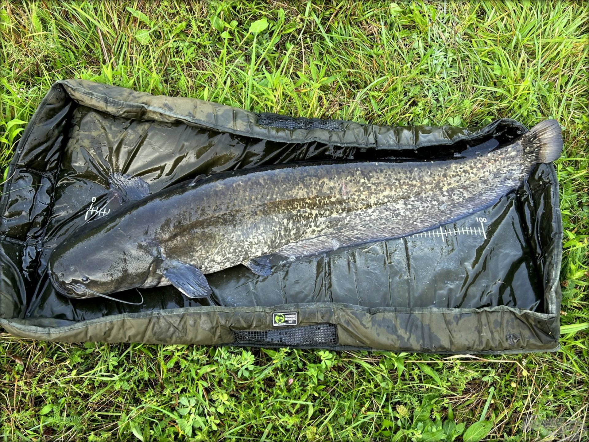 Közel tizenhét kilós volt a másnap fogott, reggeli harcsám