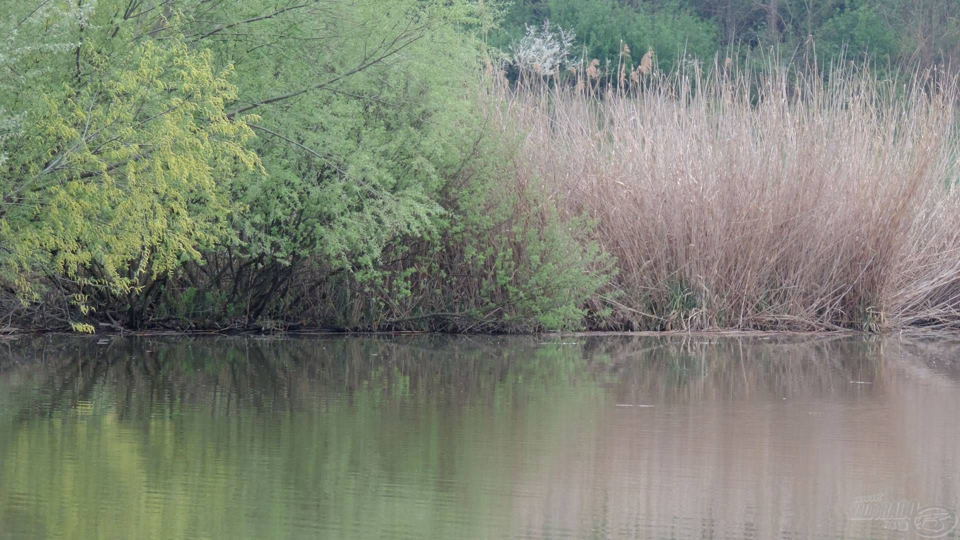 Frekventált hely a túlpart széle, a nádas…