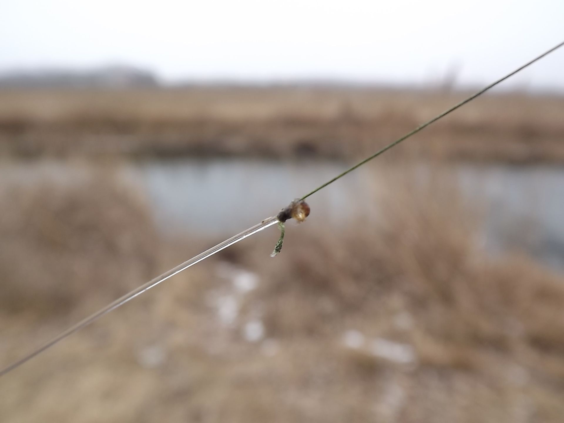 A harapásálló előke esetemben 0,60 mm vastagságú fluorocarbon