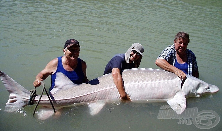 A kanadai Fraser folyó kapitális tokhalai a világ minden tájáról vonzzák a horgászokat. Vajon milyen érzés, amikor 300 kg tiszta izom megindul a víz alatt?