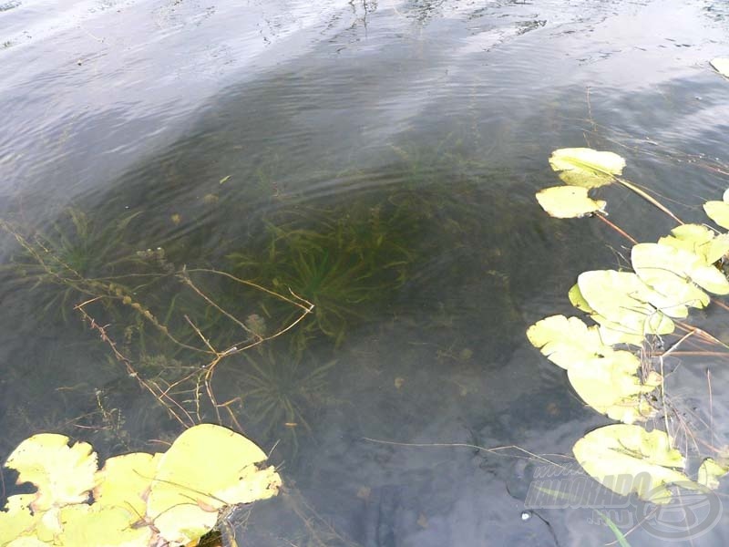 A kép egy kicsit csalóka: a víz itt kettő és fél méteres volt. A csukák a fenéken fekvő kolokán levelei alatt vártak prédájukra