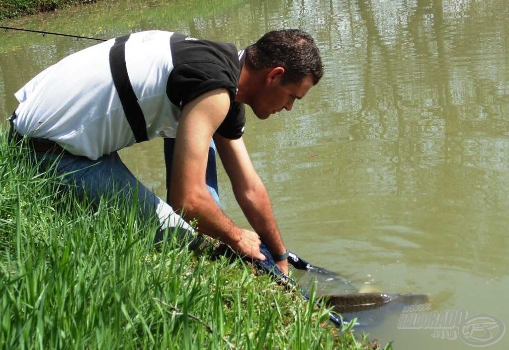 A nagyméretű és bevonatos merítőből sérülésmentesen engedhető vissza még ez a szép hal is