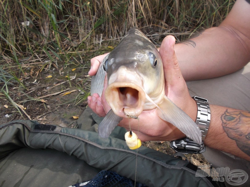 Ez az átlagos méretű ponty is erre a kombinációra csábult el