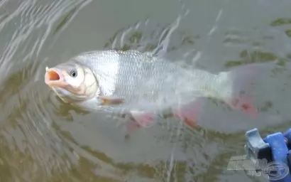 Jönnek a jászok, vígan dudorászok!