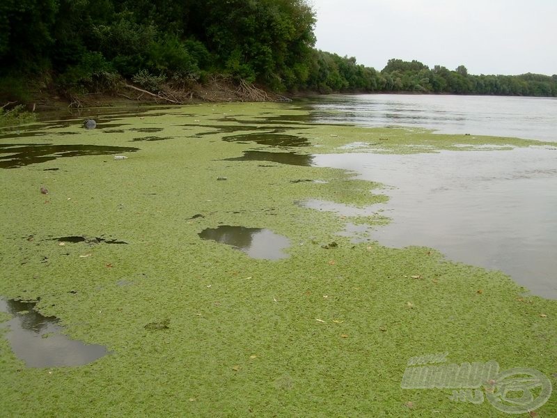Az alsó-Tisza vizét nyár végére elborítják az úszó hínárfélék