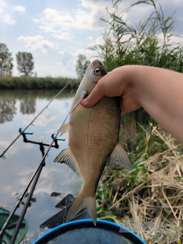 Beindulni látszik a peca