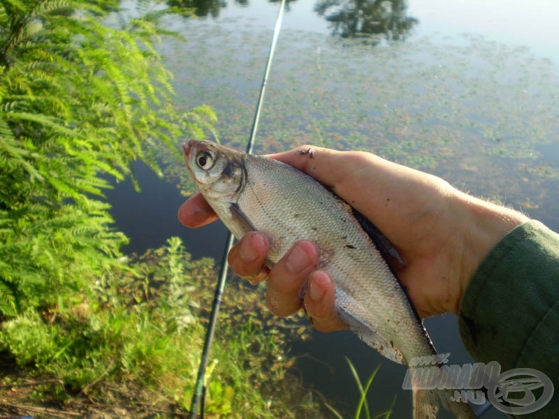 A Tisza ajándéka