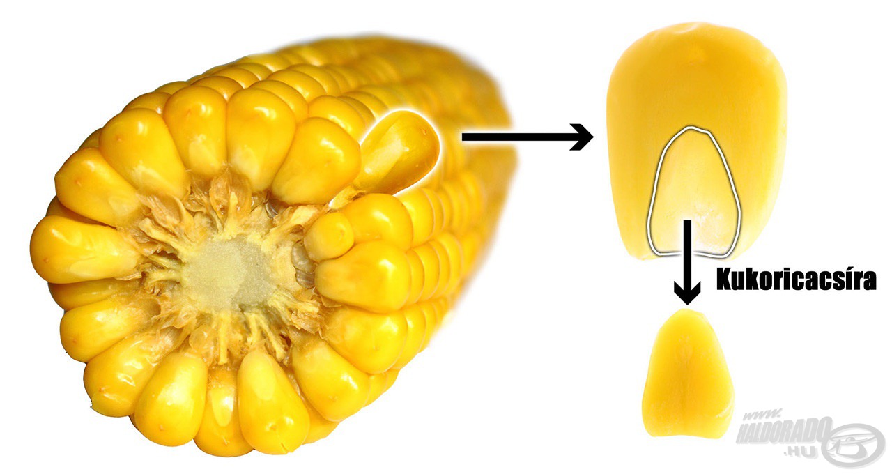 A kukoricacsíra a kukoricaszem legértékesebb része, amely számos termék alapjául szolgál