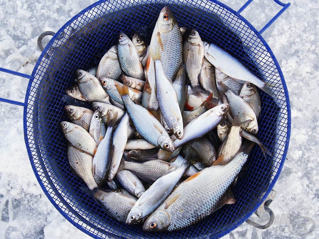 Az összfogásom a pontyok nélkül. Ők azonnal visszakerültek lékbe