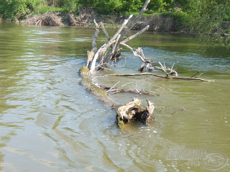 A vízbedőlt fák előtt 7-8 m-es víz van