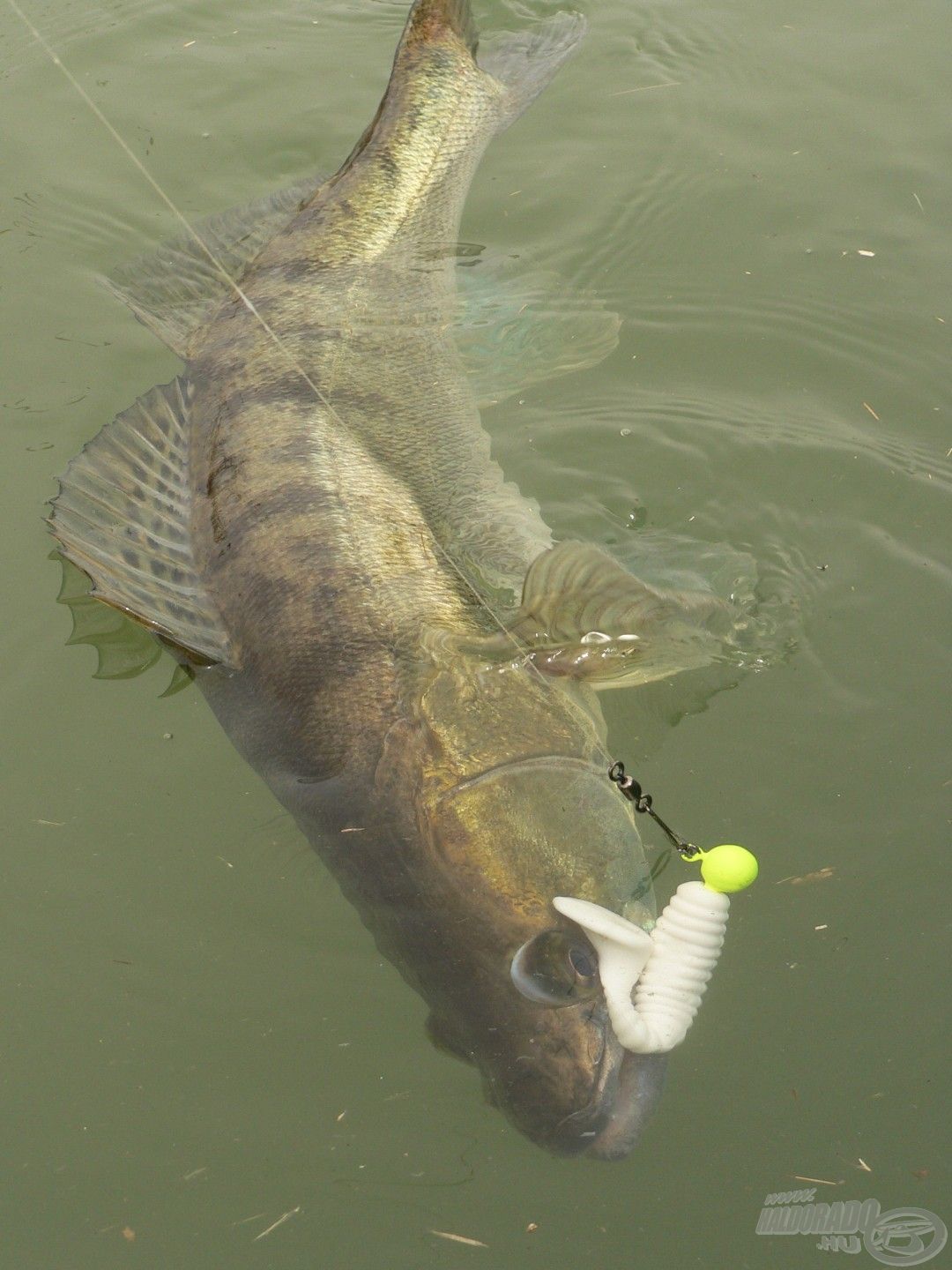 A Mann’s Swimmin Grub kazah süllő szájában