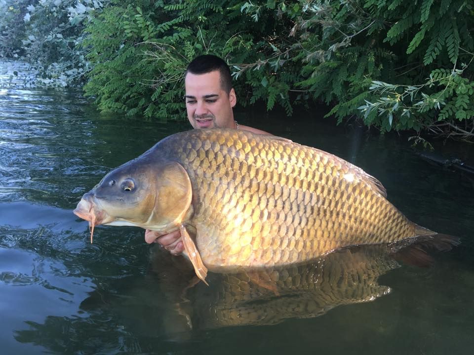 Szintén a Carp Team bojlis szaktekintélye Kerekes Ernő, aki hasznos tapasztalataival, ötleteivel és jeles eredményeivel időről időre hozzájárul a fejlődéshez