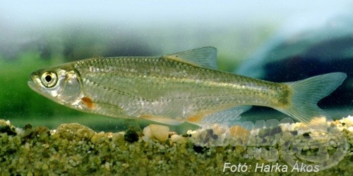 Sujtásos küsz (<i>Alburnoides bipunctatus</i>)