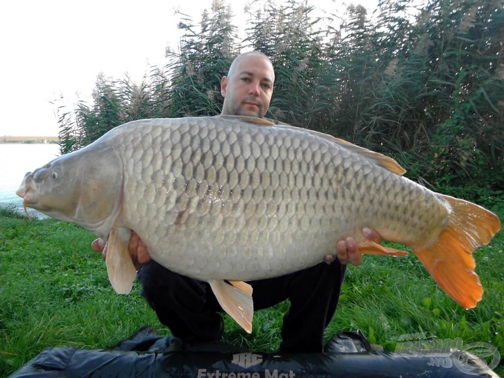 Kemény fárasztással sikerült legyőzni ezt a csodaszép, 21,50 kg-os pikkelyest