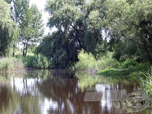 Egy kis őstermészet az egyik déli sarokban