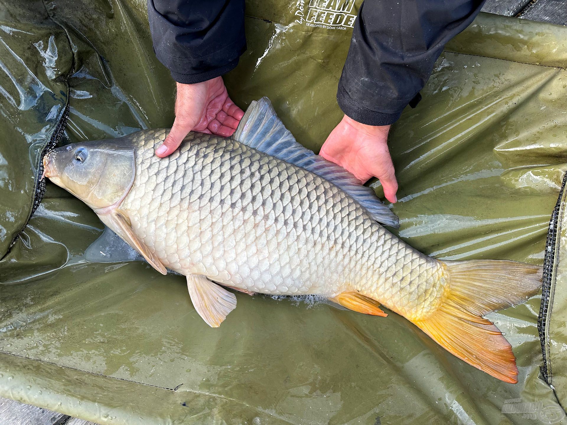 Egy ekkora bölcsőben a nagyobb halak is kényelmesen elférnek