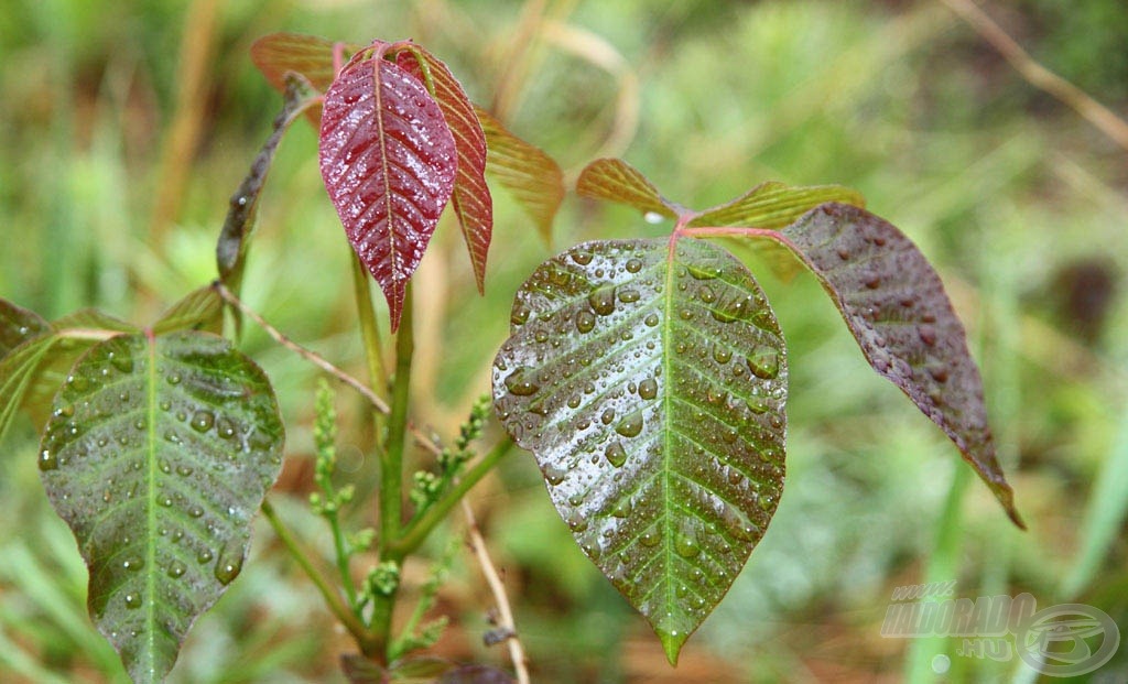 Poison Ivy egy átlagos növényke, aminek ráadásul nem is mindig pirosodik el a levele, hanem van, hogy teljesen kommersz zöld az egész…