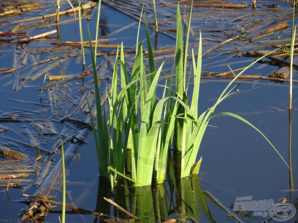 A tavasz utat tör magának