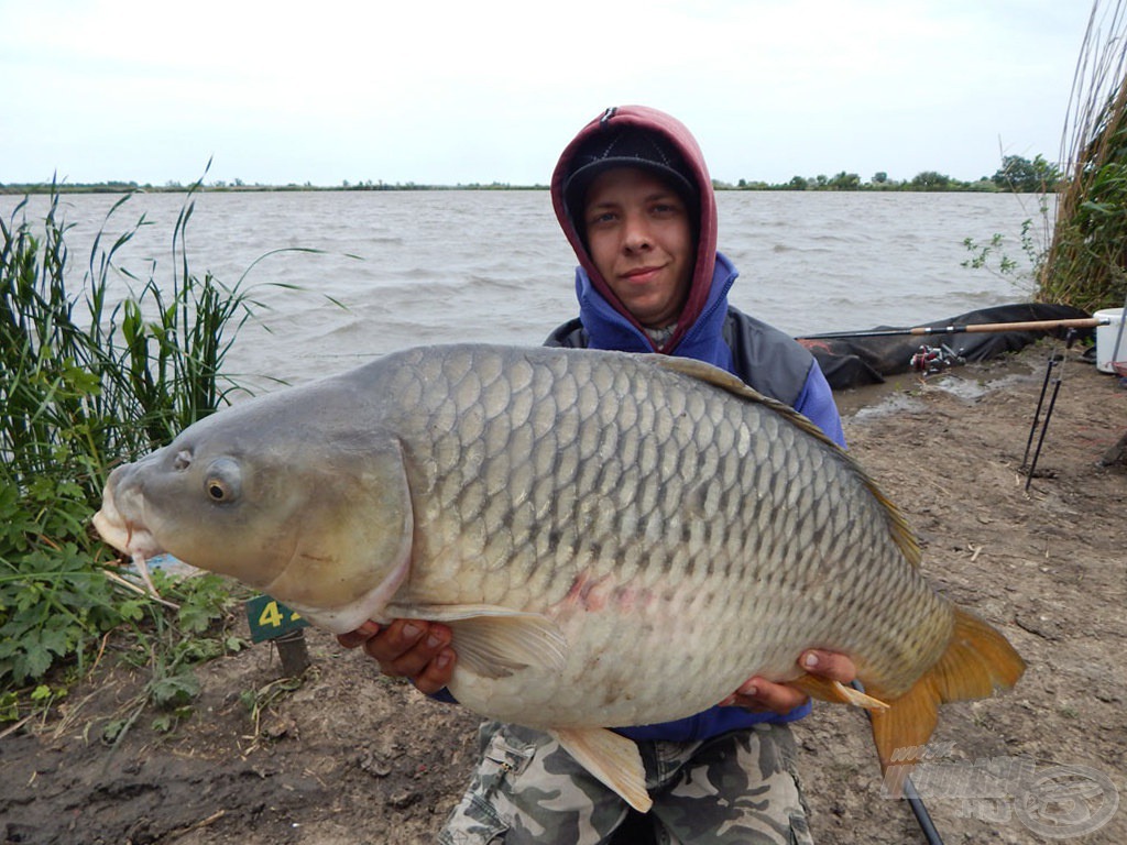 … majd folytatódott a következő 10 kg feletti ponttyal. Tökéletesen működött az etetőanyag-csali kombináció