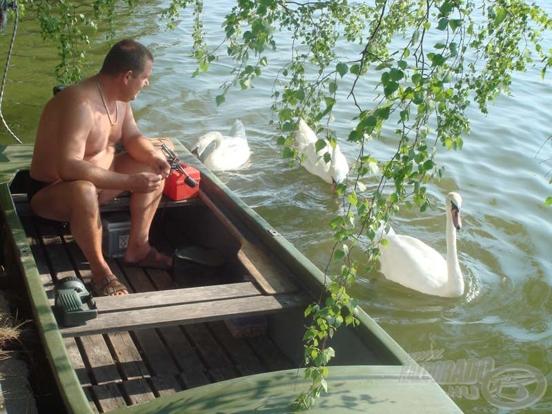 Nappal csak ők táplálkoztak…