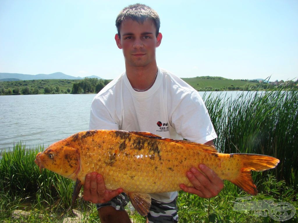 5,1 kg-ot nyomott ez a szép koi ponty