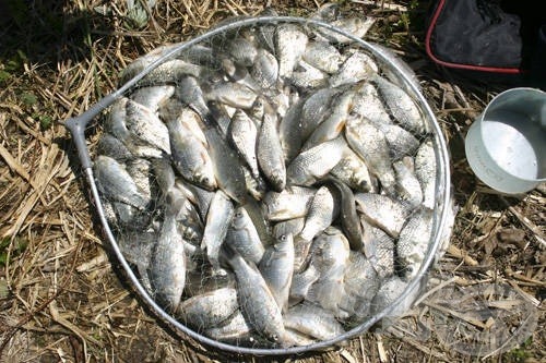 Egyenméretű kárászok adták a fogott halak jelentős részét