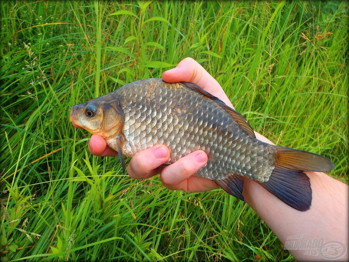 Kárászok is beköszöntek