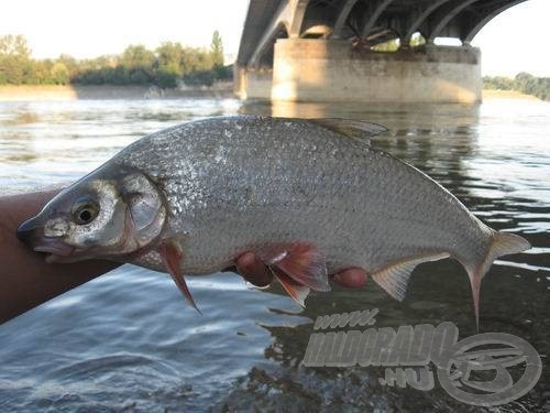 Szeptember első napjaiban az Árpád hídi „sóderoson” 38,5 cm-es szilvaorrú keszeg éhezett meg a csontkukac-csokorra