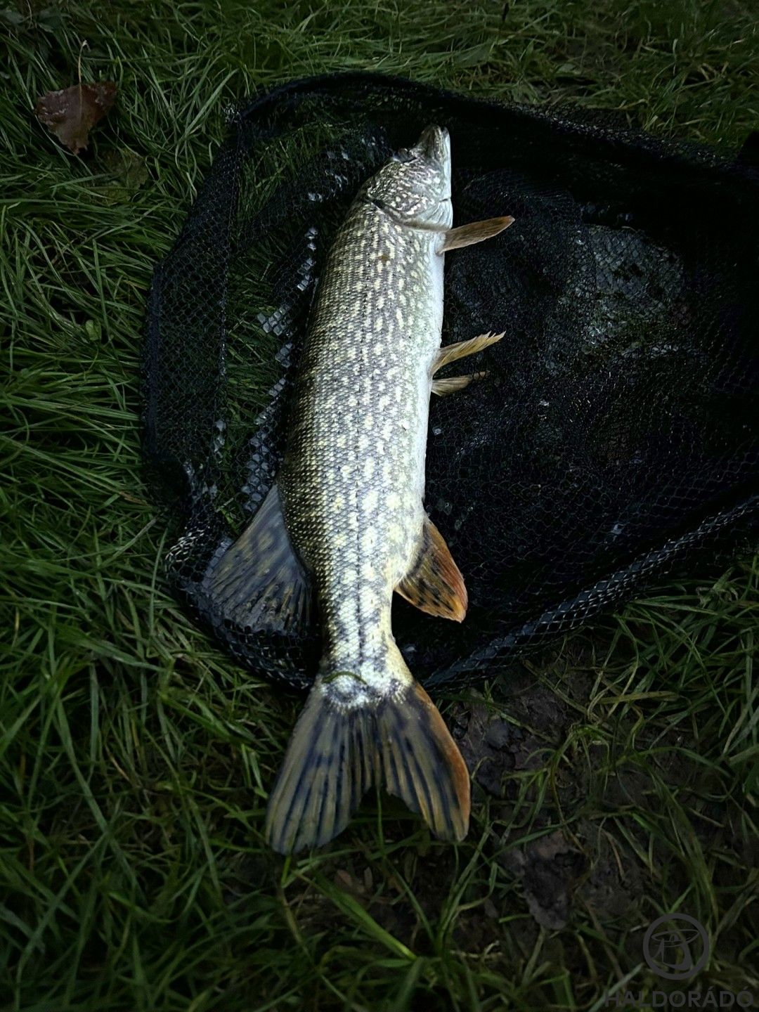 Pompás őszi ragadozó