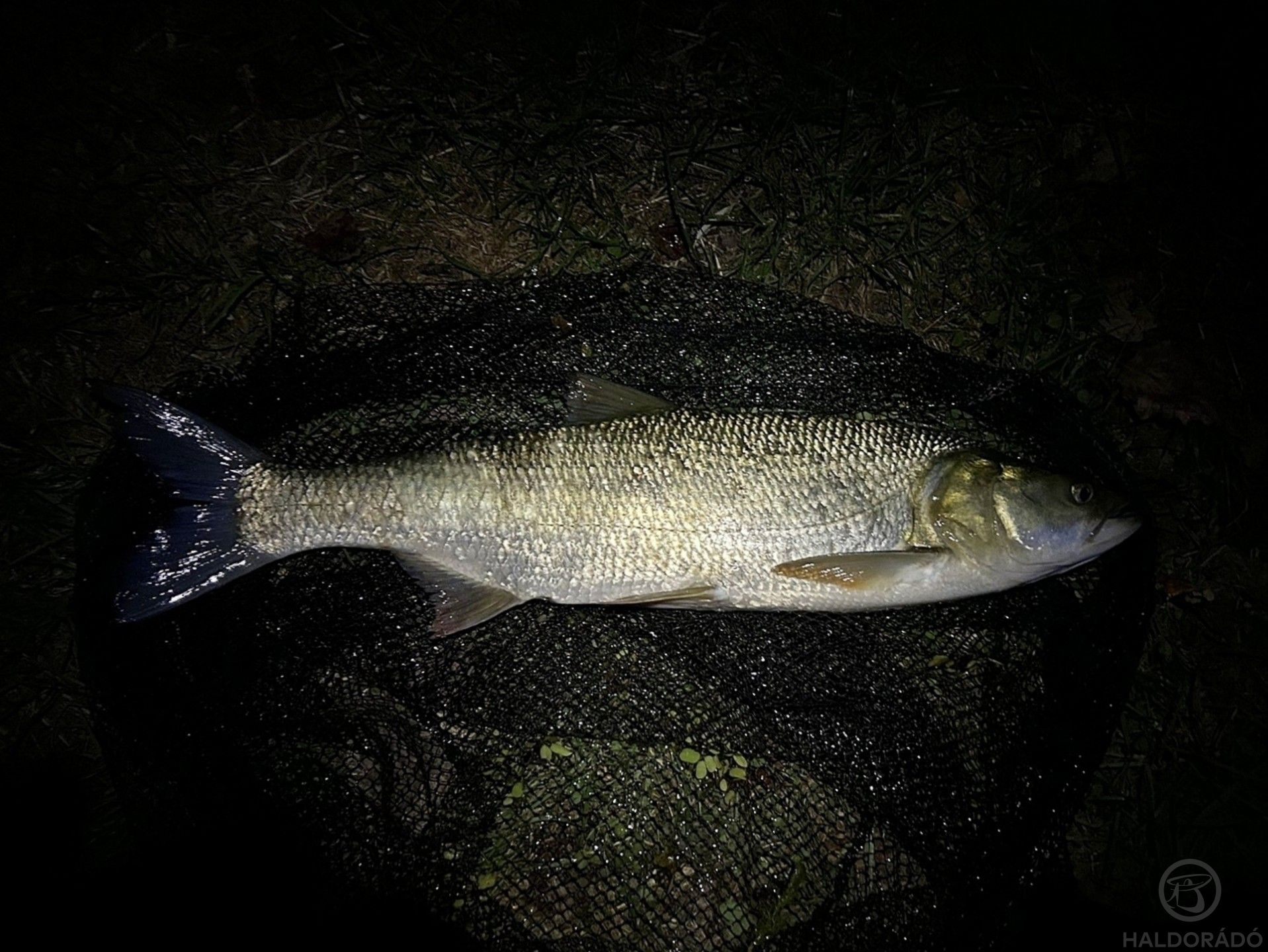 Este, sötétben, úsztatott kishalra