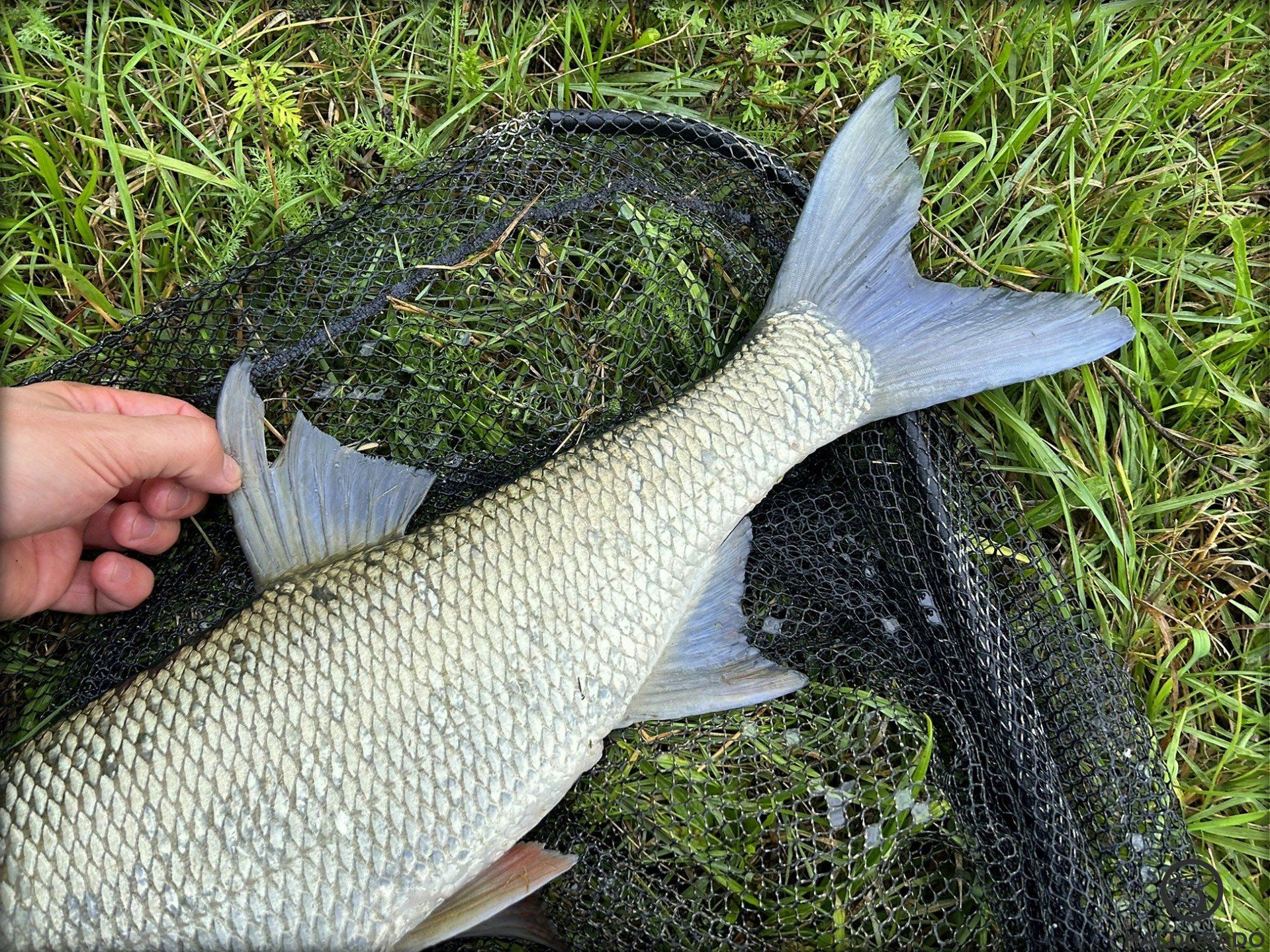 Gyakran elképesztő sebességgel ront a kishalak közé