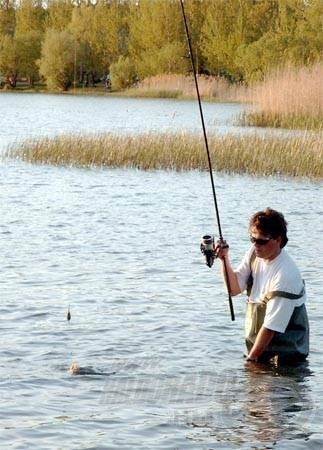 A nádfalak előtti nyílt területeken biztonságosan megszákolhatjuk a már kifárasztott halakat