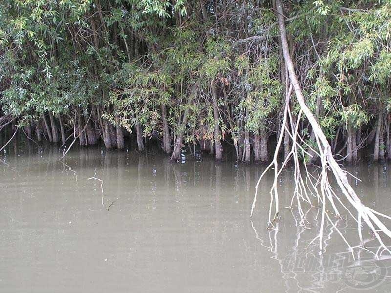 The Hungarian Mangrove Forest