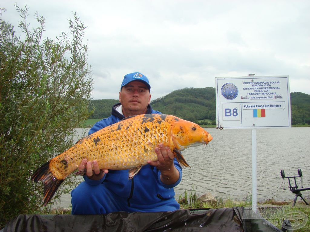 Újabb nagy koi, a tigrisek közül