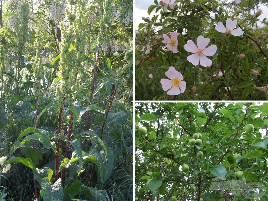 Réti lórom vagy lósóska (gyógynövény), vadrózsa és vadszilva